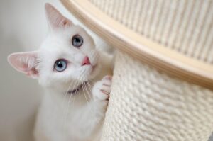 つみたてNISAで国内と海外の割合はどのように設定すべきか？